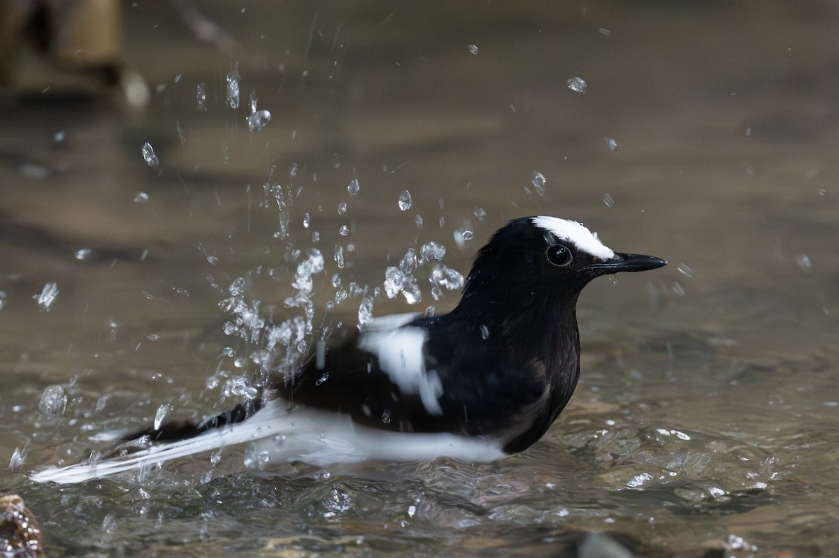 White-crowned Forktail (Malaysian) - ML627747029