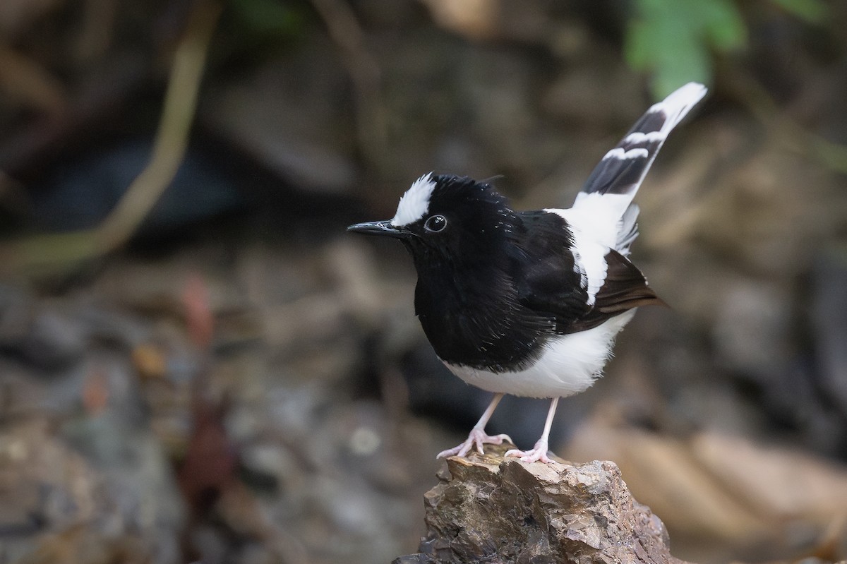 White-crowned Forktail (Malaysian) - ML627747035