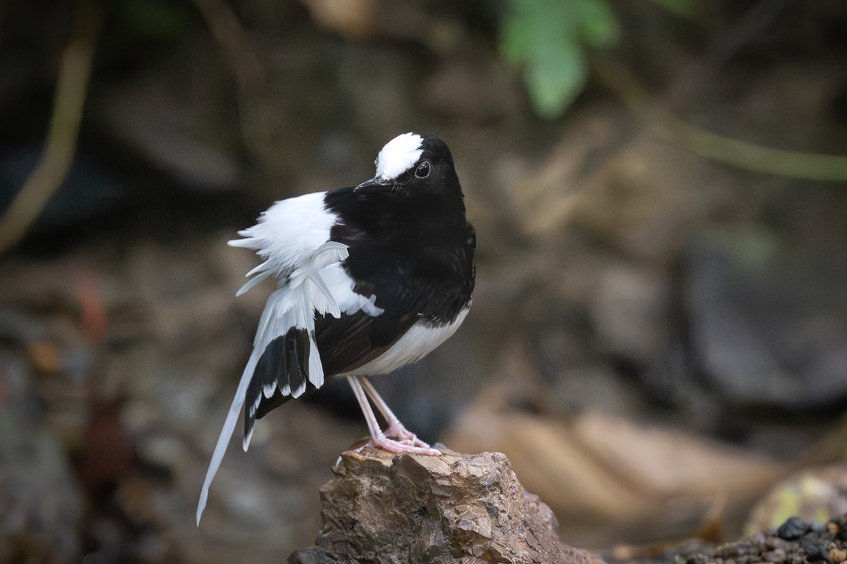 White-crowned Forktail (Malaysian) - ML627747039