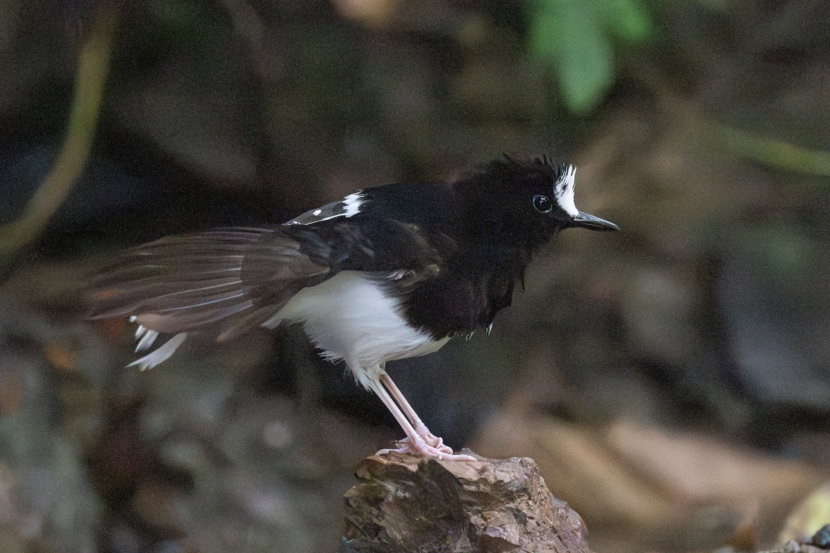 White-crowned Forktail (Malaysian) - ML627747043