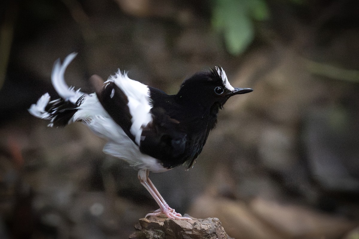 White-crowned Forktail (Malaysian) - ML627747045