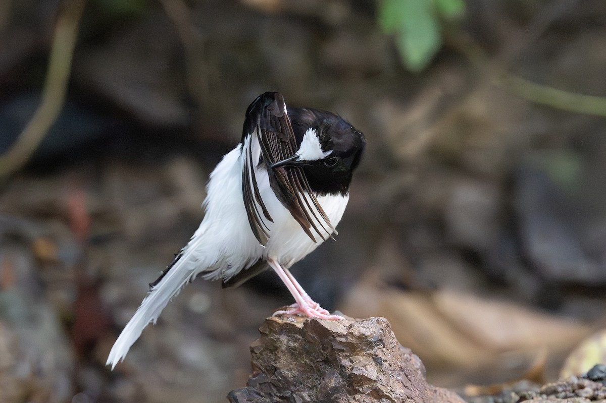 White-crowned Forktail (Malaysian) - ML627747048