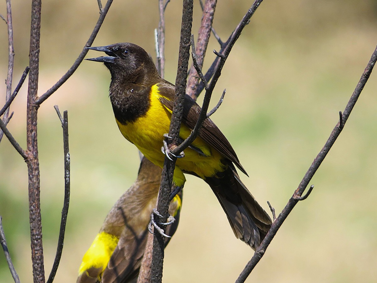 Yellow-rumped Marshbird - ML627747112