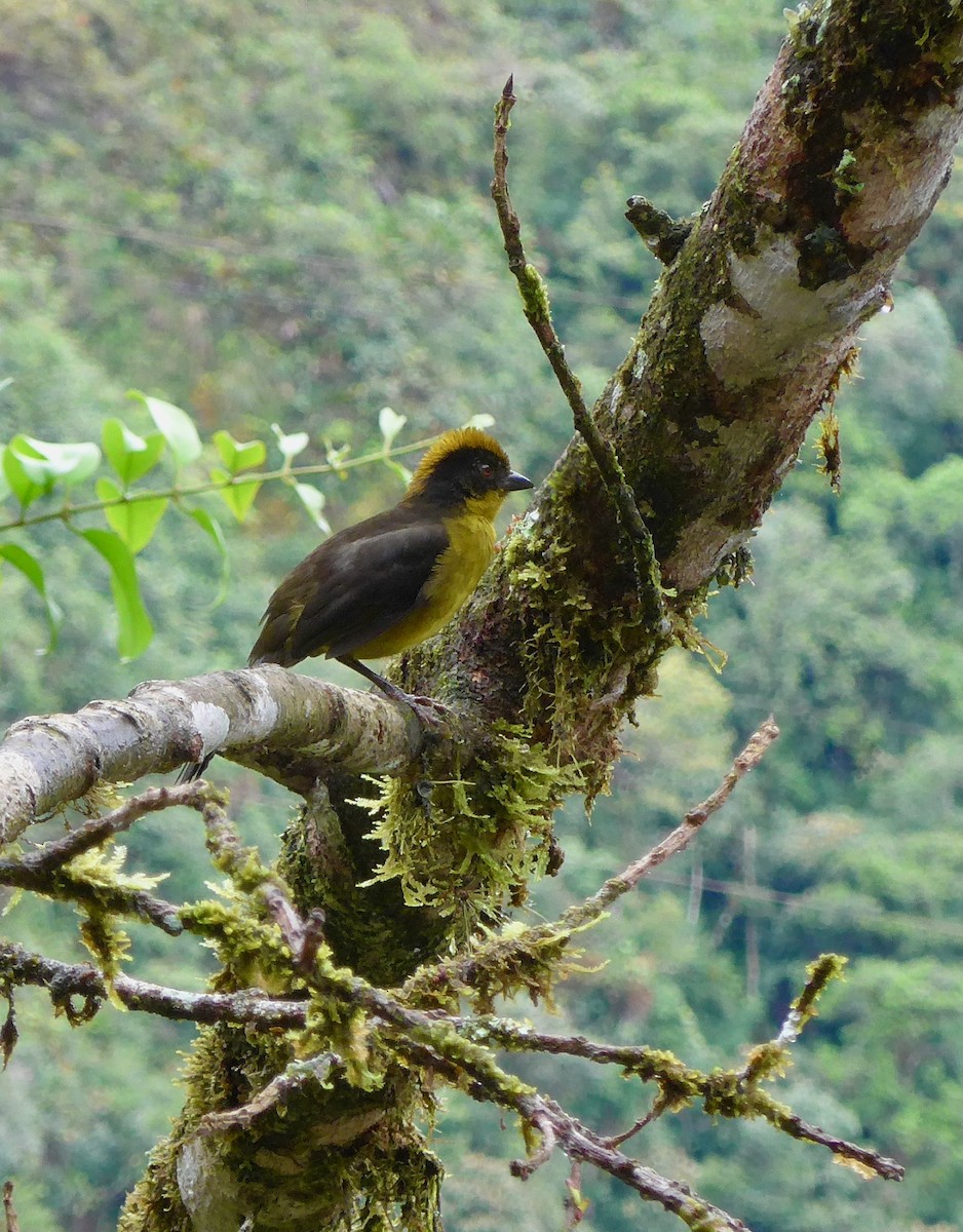 Yellow-breasted Brushfinch - ML627747125