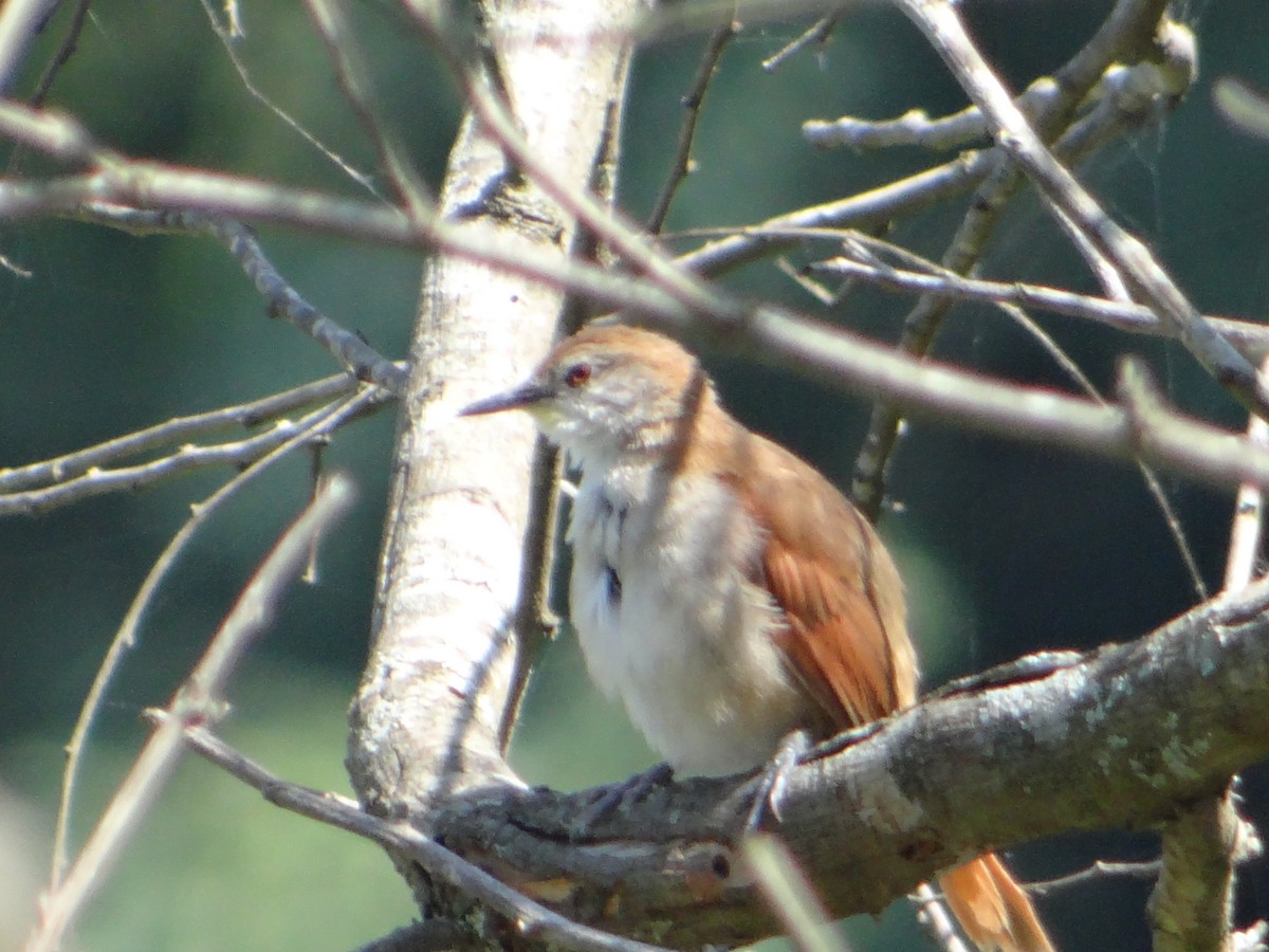 Yellow-chinned Spinetail - ML627747139