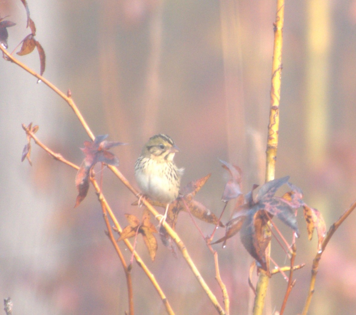 Henslow's Sparrow - ML627747149