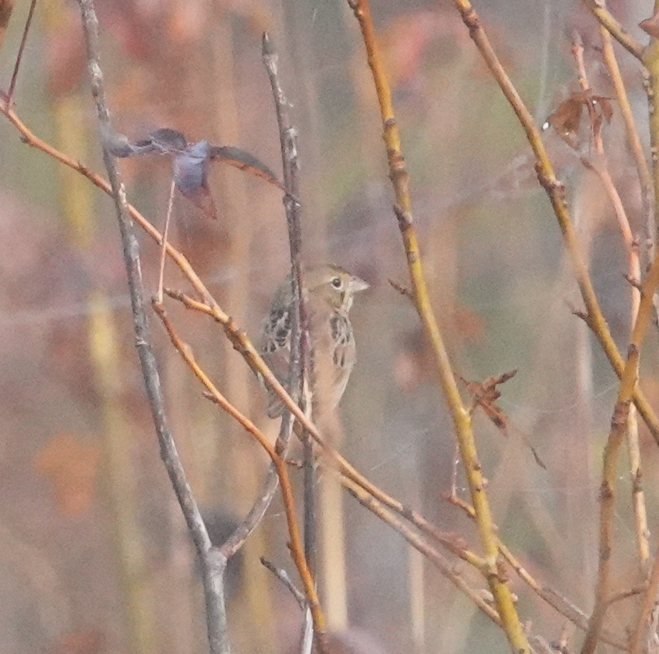 Henslow's Sparrow - ML627747150