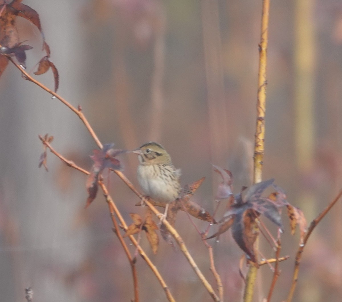 Henslow's Sparrow - ML627747151