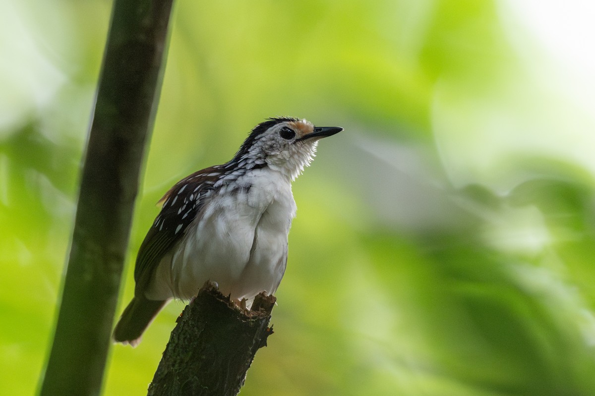 Striped Wren-Babbler - ML627747272
