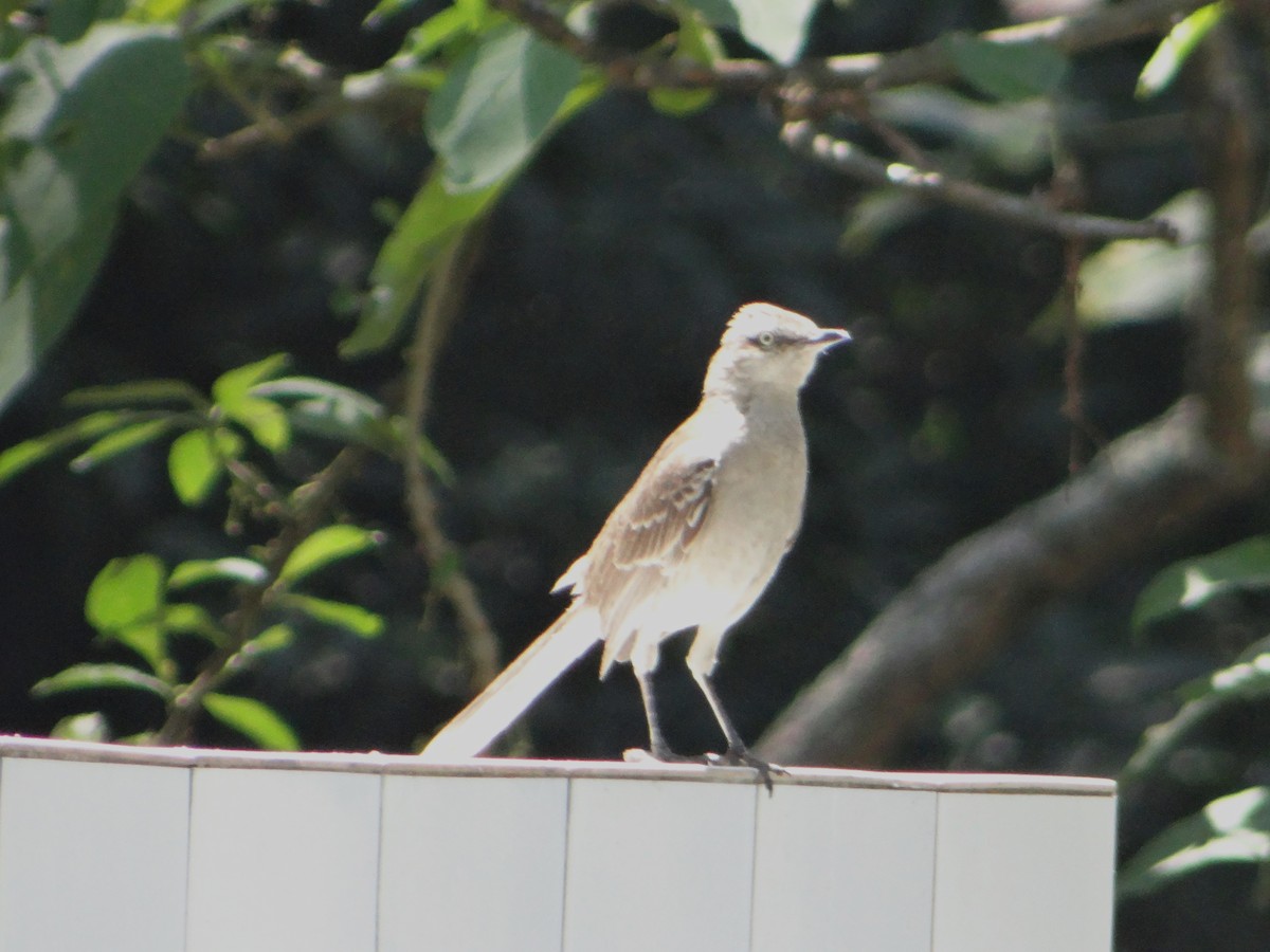 Chalk-browed Mockingbird - ML627747276