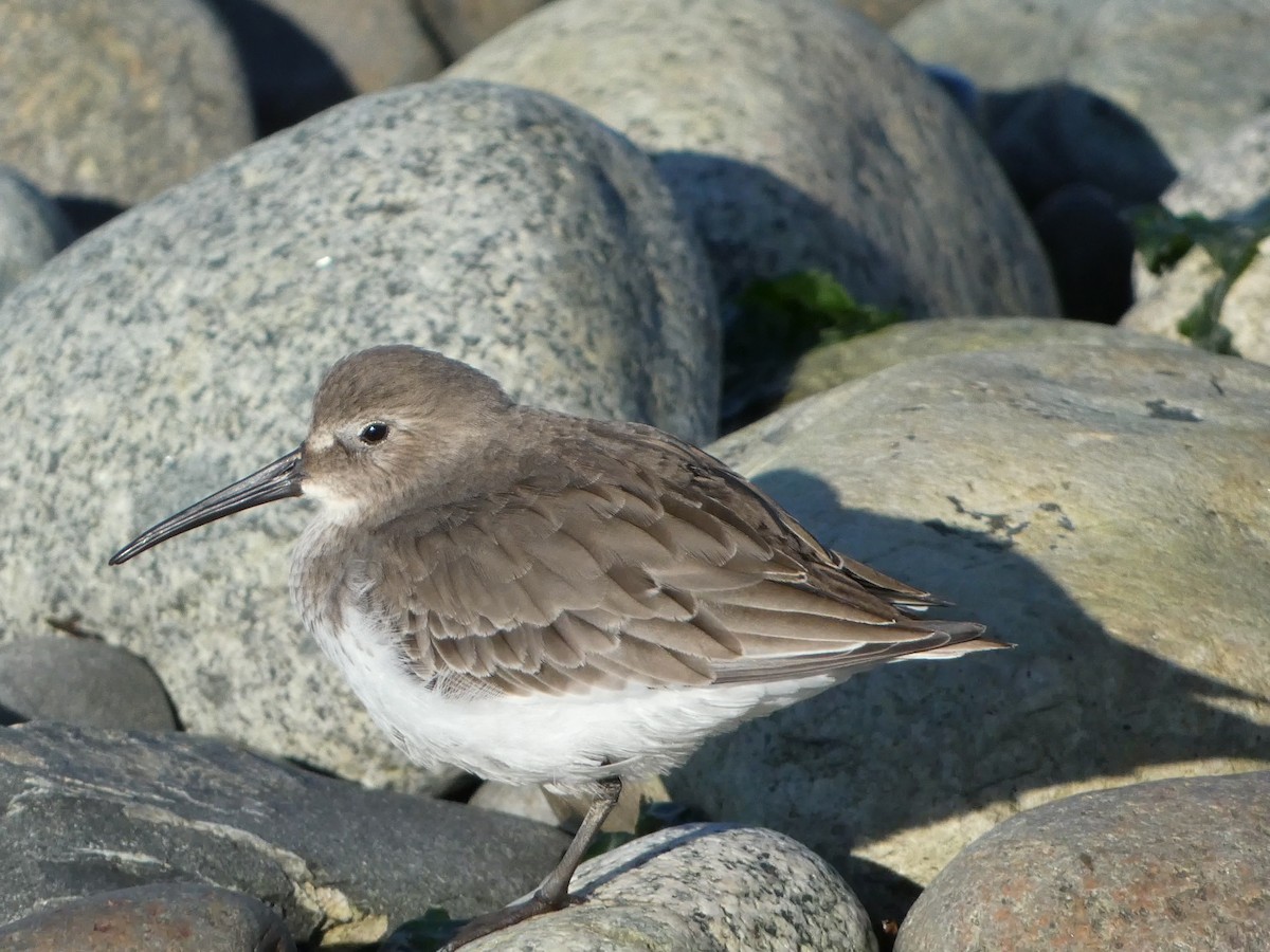 Dunlin - ML627747355