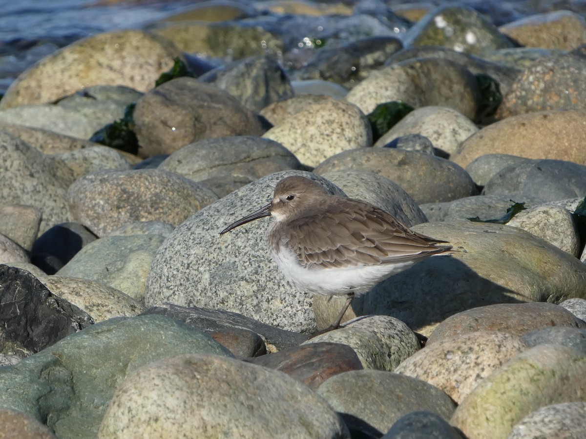 Dunlin - ML627747356