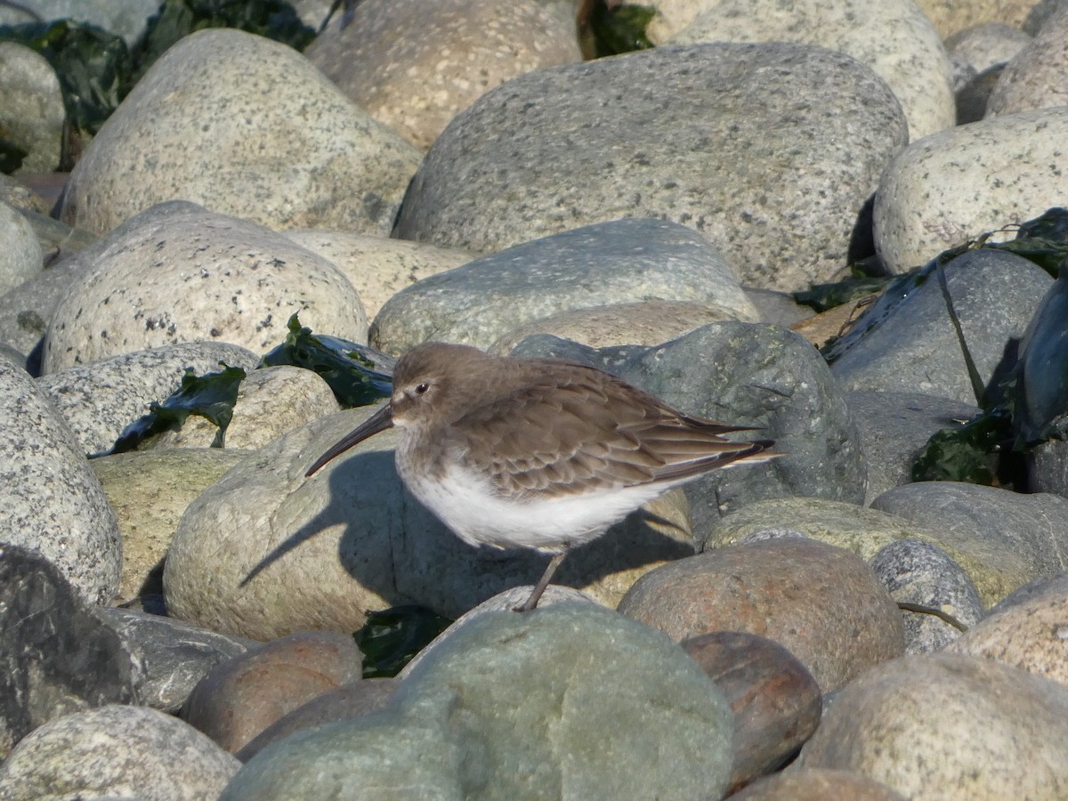 Dunlin - ML627747357