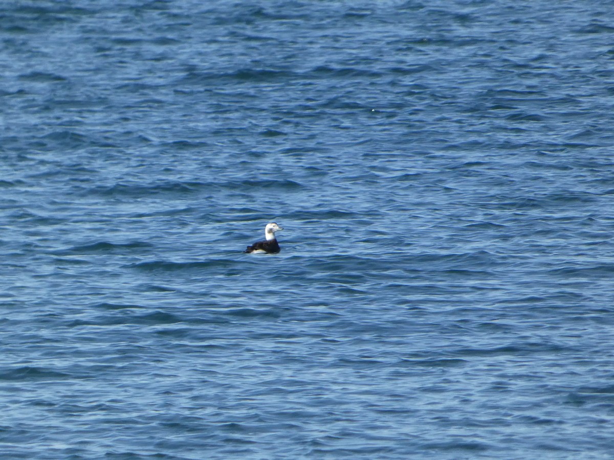 Long-tailed Duck - ML627747363