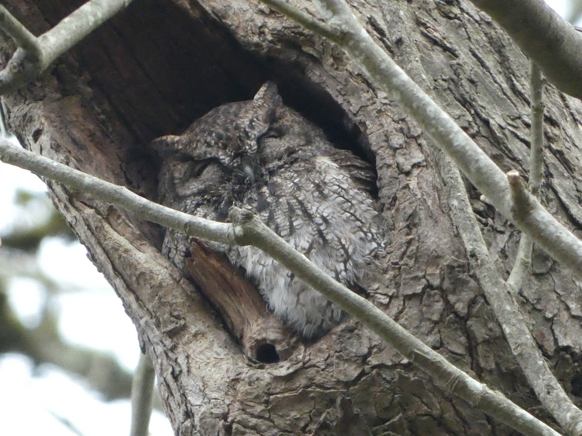 Western Screech-Owl - ML627747441