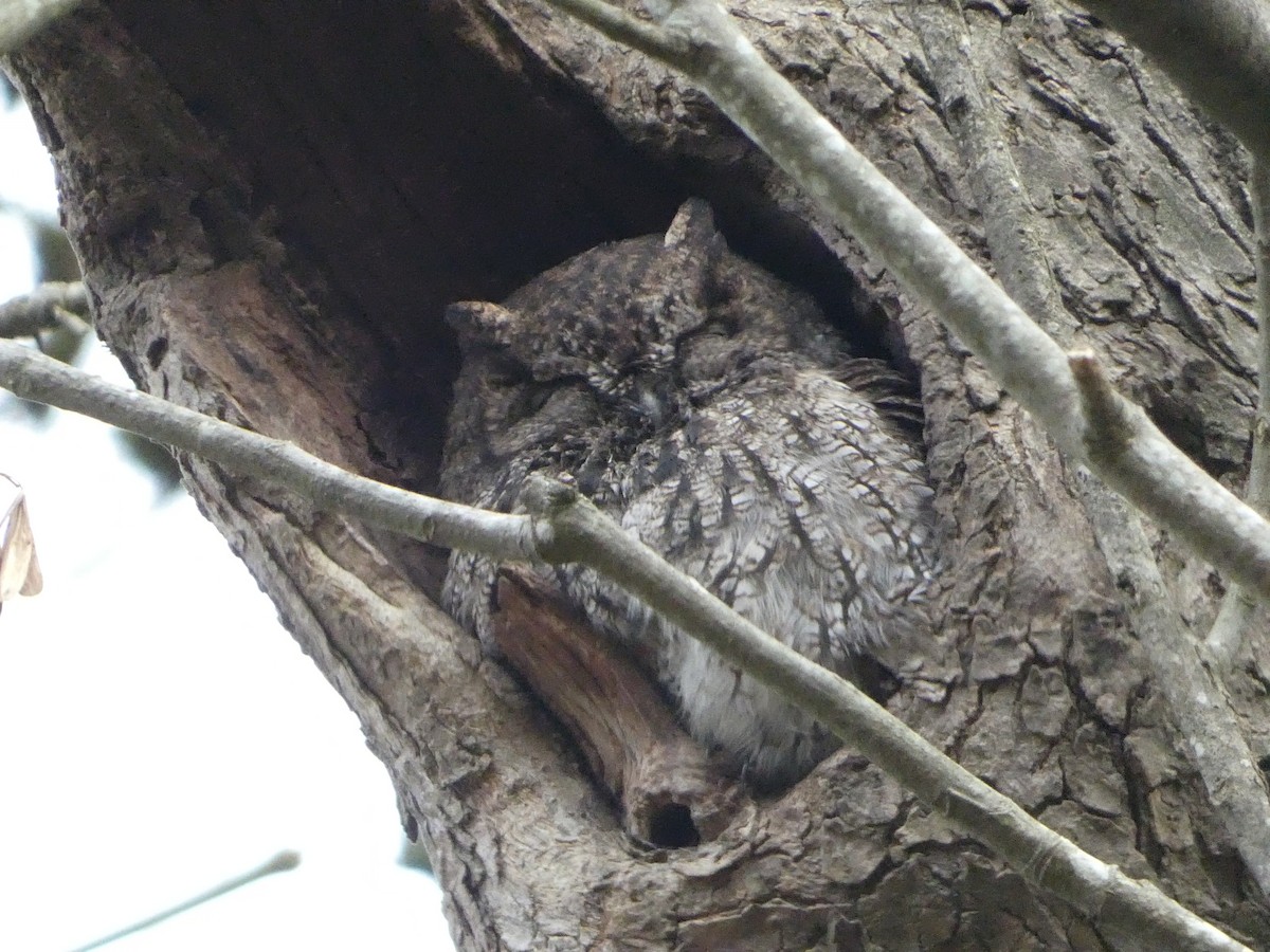 Western Screech-Owl - ML627747442