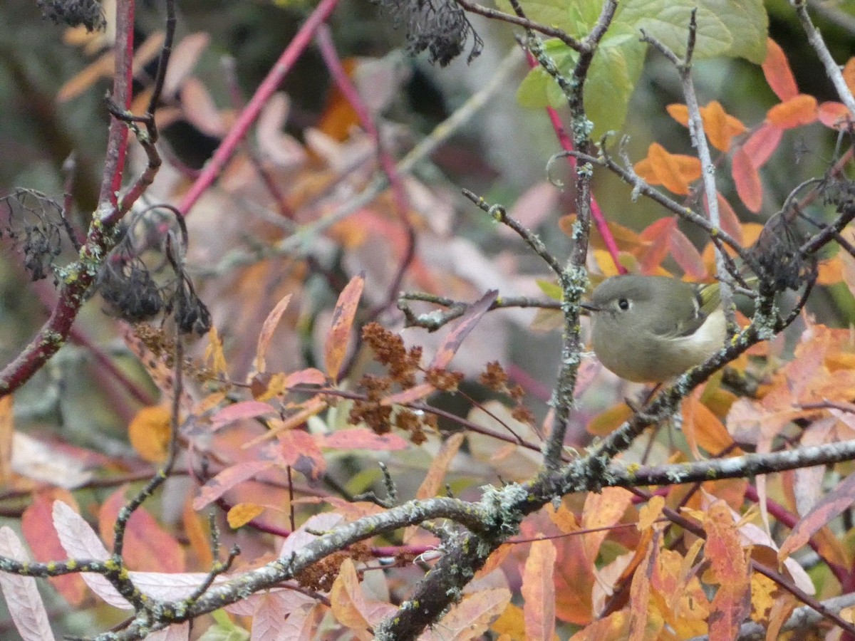 Ruby-crowned Kinglet - ML627747454