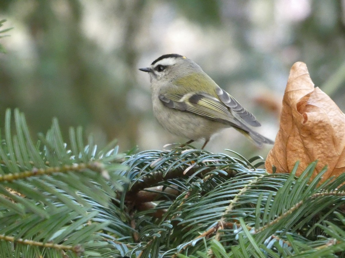 Golden-crowned Kinglet - ML627747458