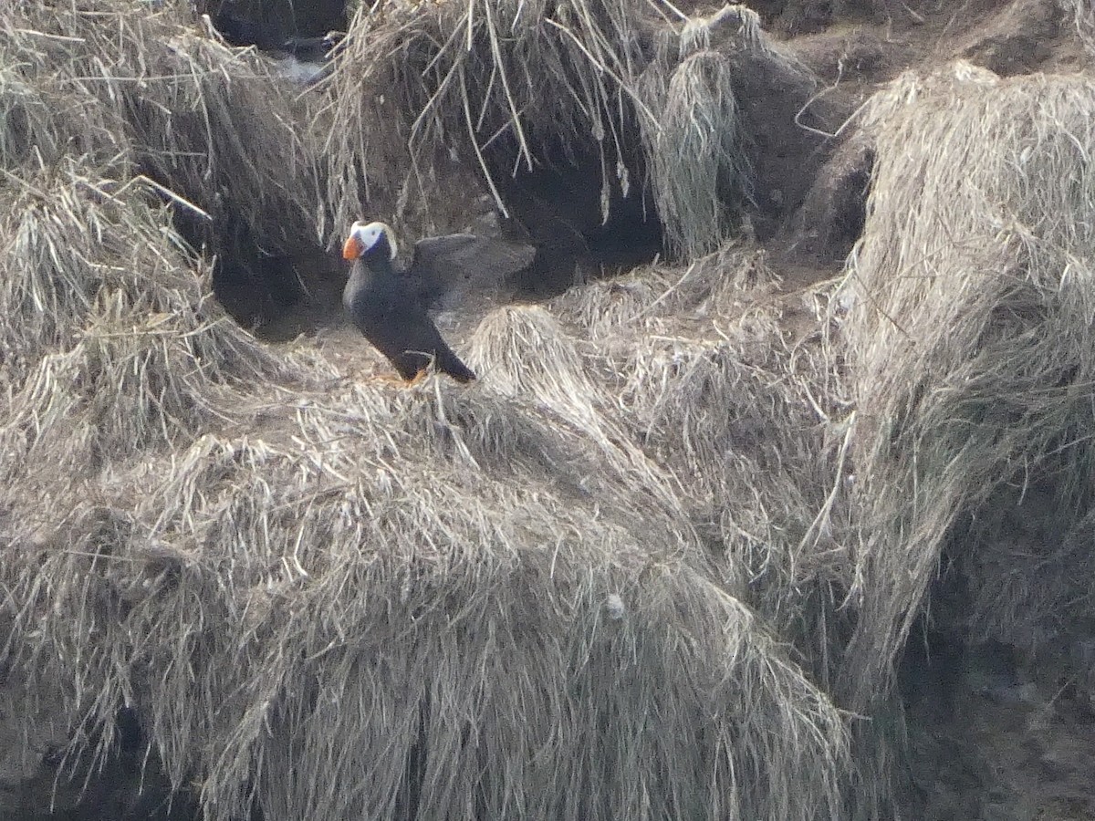 Tufted Puffin - ML627747478