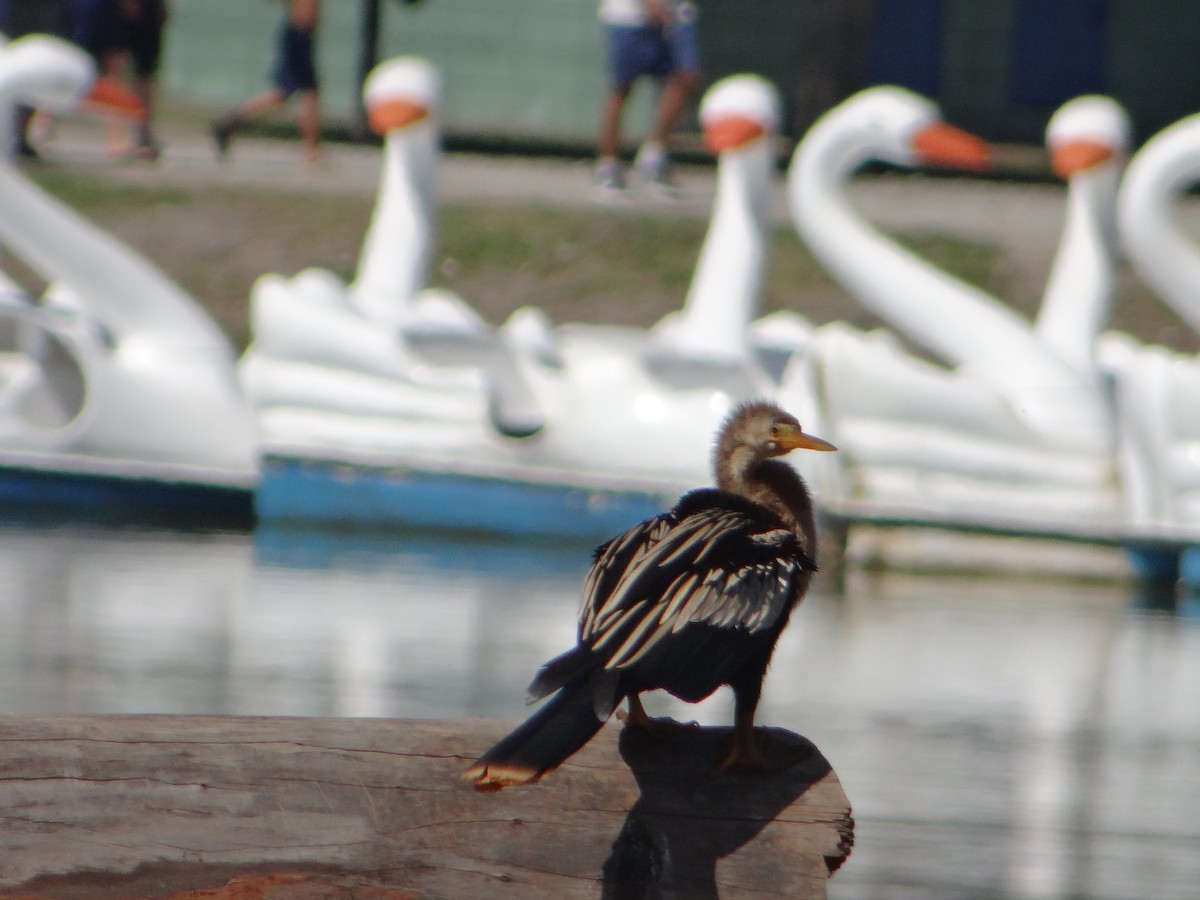 Anhinga - ML627747483