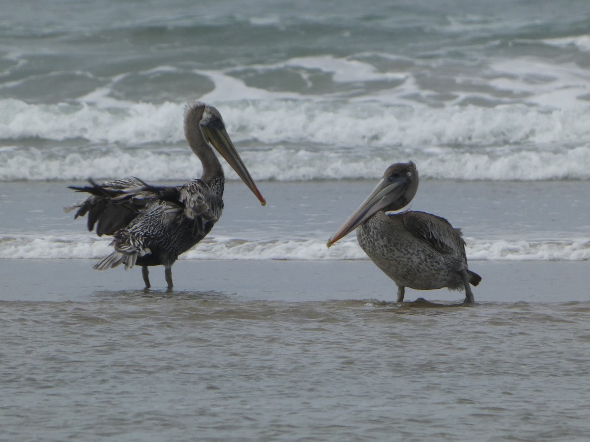 Brown Pelican - ML627747493