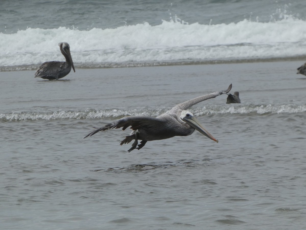 Brown Pelican - ML627747496