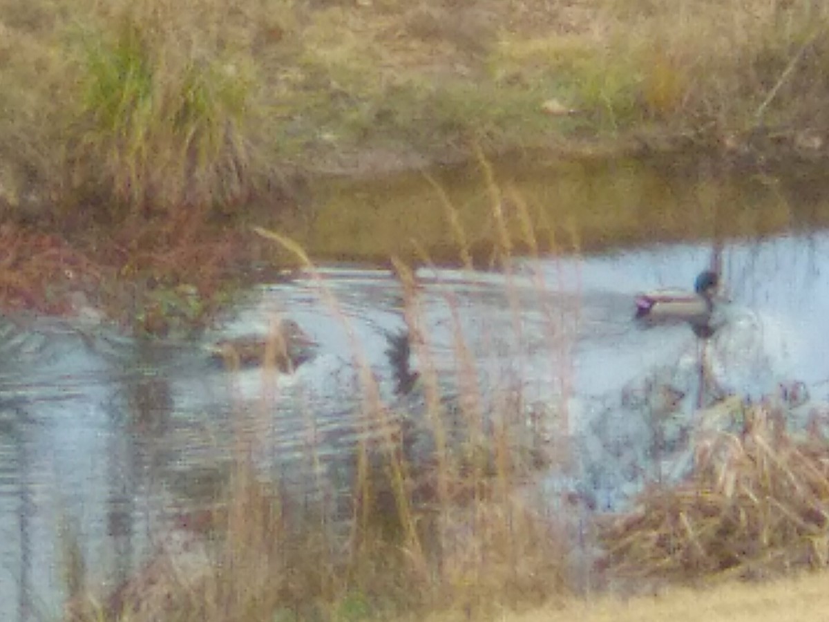 Mallard - ML627747505