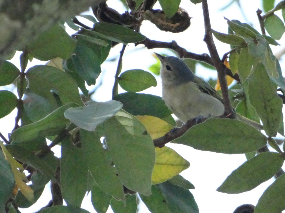 Chestnut-vented Conebill - ML627747527