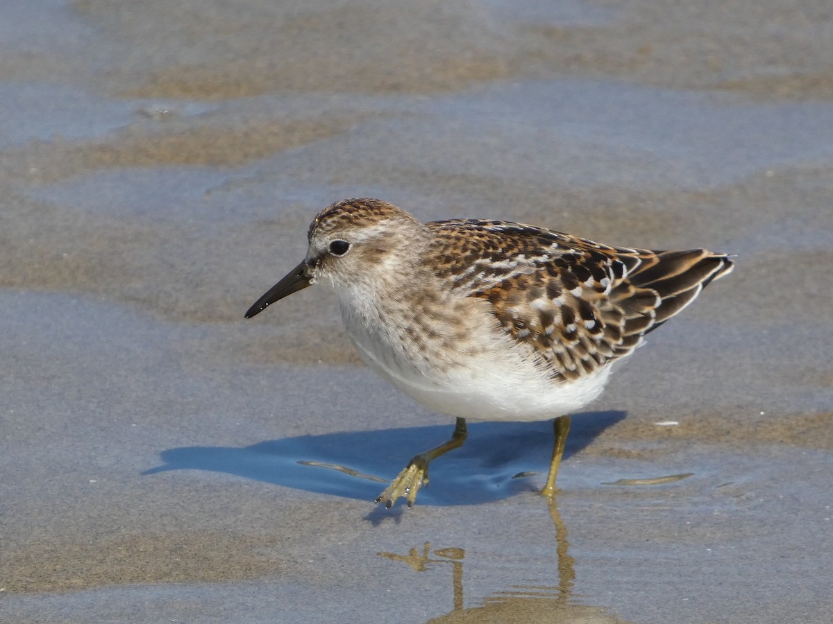 Least Sandpiper - ML627747534