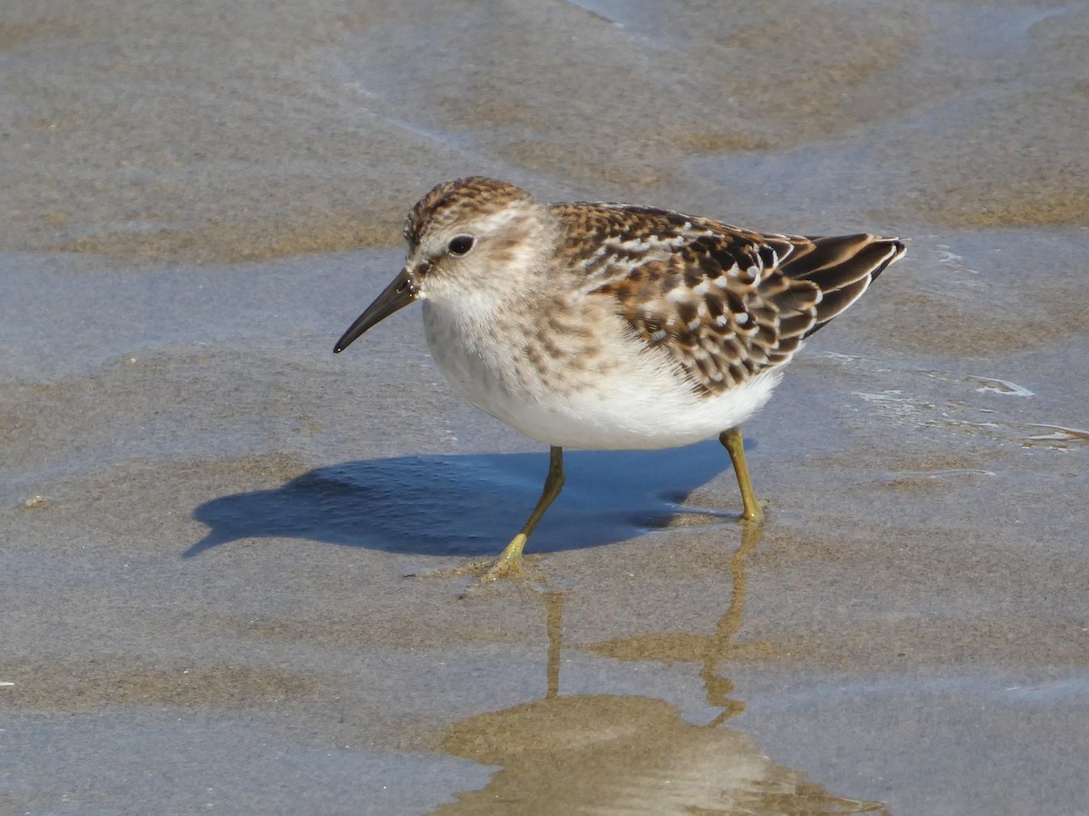 Least Sandpiper - ML627747535