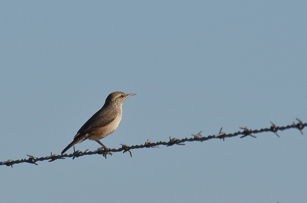 Rock Wren - ML627747582