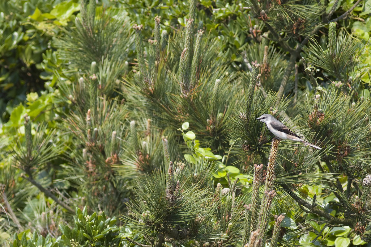 Brown-rumped Minivet - ML627747610