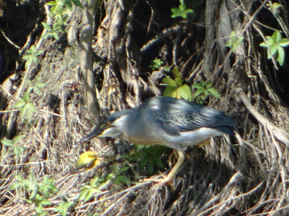 Striated Heron - ML627747672