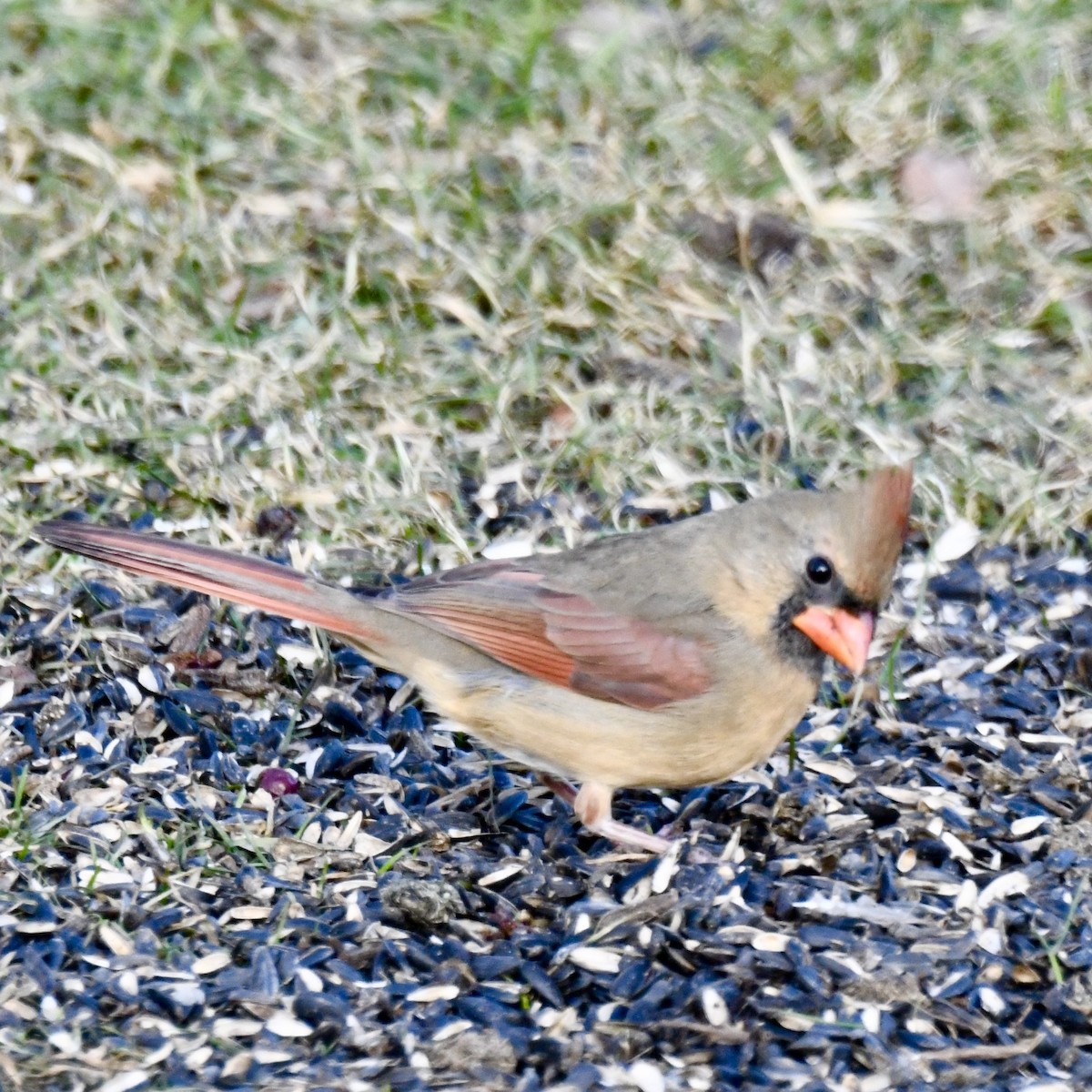 Northern Cardinal - ML627747706