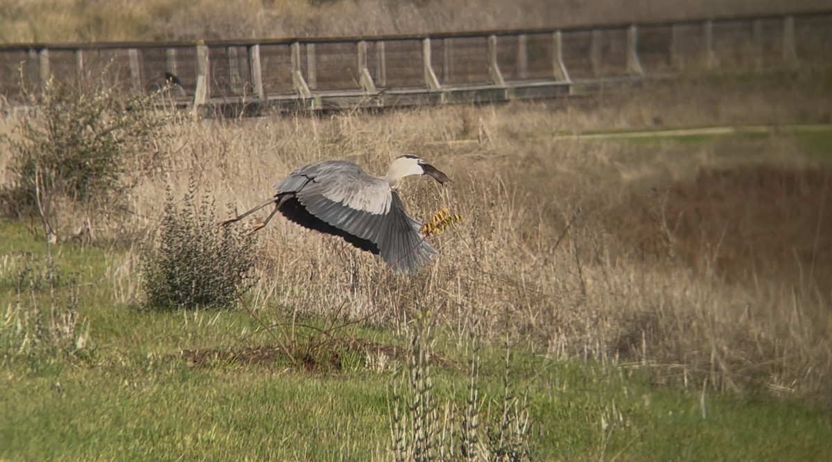 volavka velká - ML627747800