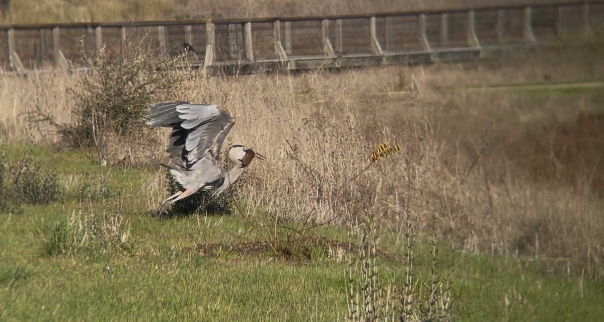 volavka velká - ML627747801