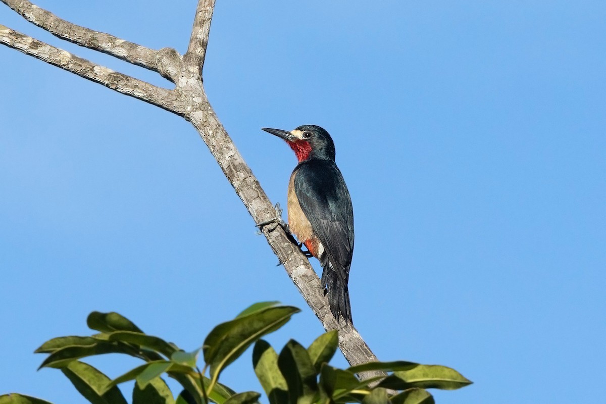 Puerto Rican Woodpecker - ML627747846