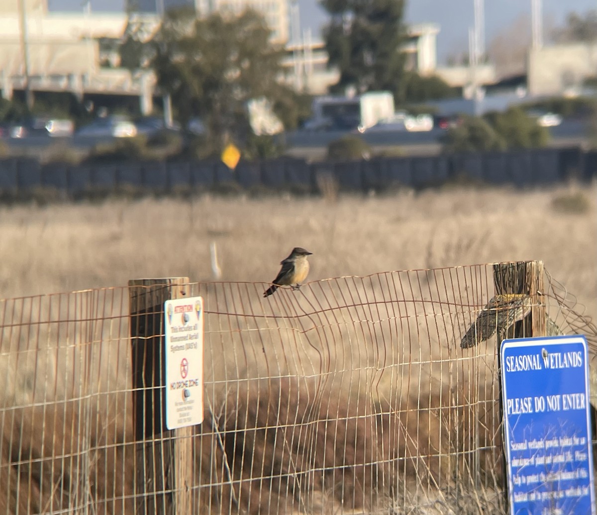 Say's Phoebe - ML627747919