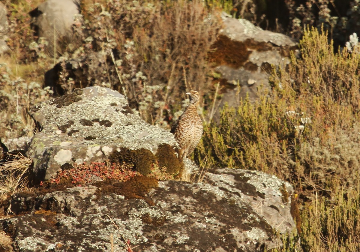 Moorland Francolin - ML627747955