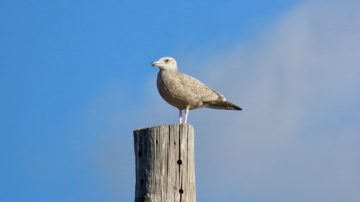 American Herring Gull - ML627747990