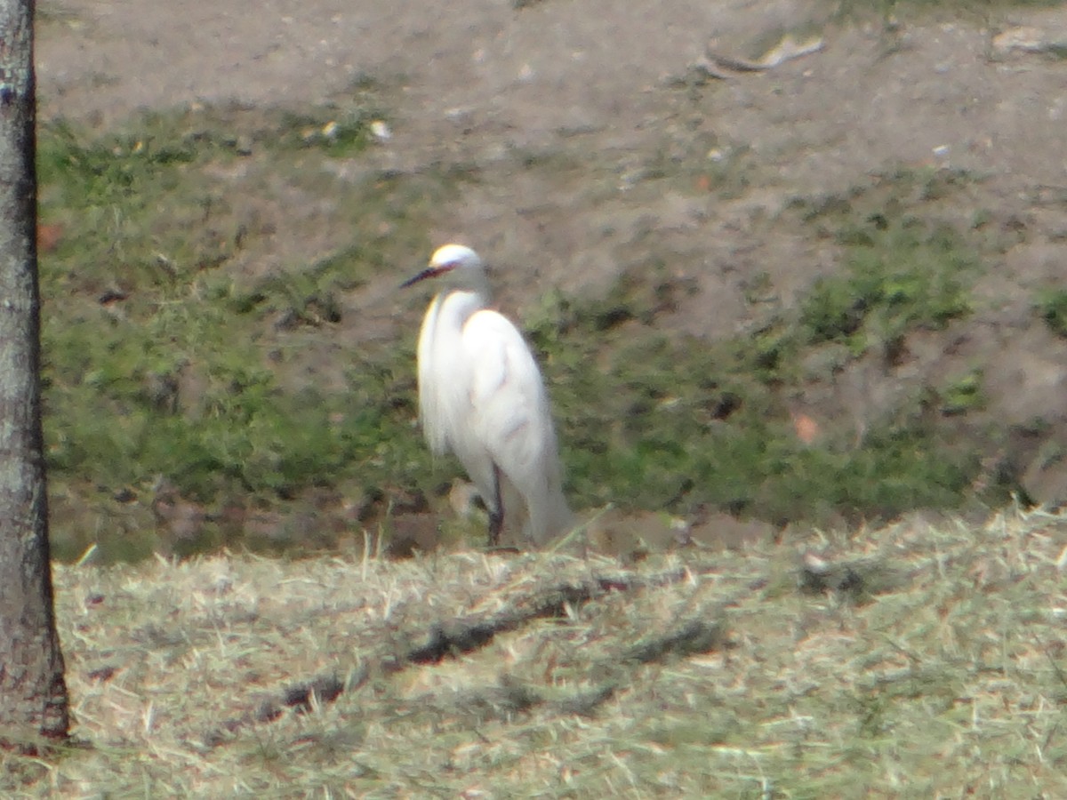 Snowy Egret - ML627748011