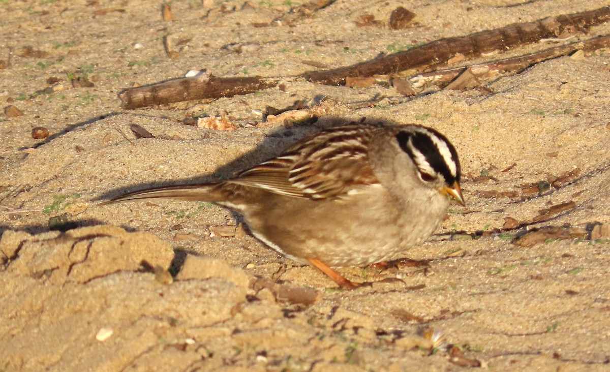 White-crowned Sparrow (Yellow-billed) - ML627748024