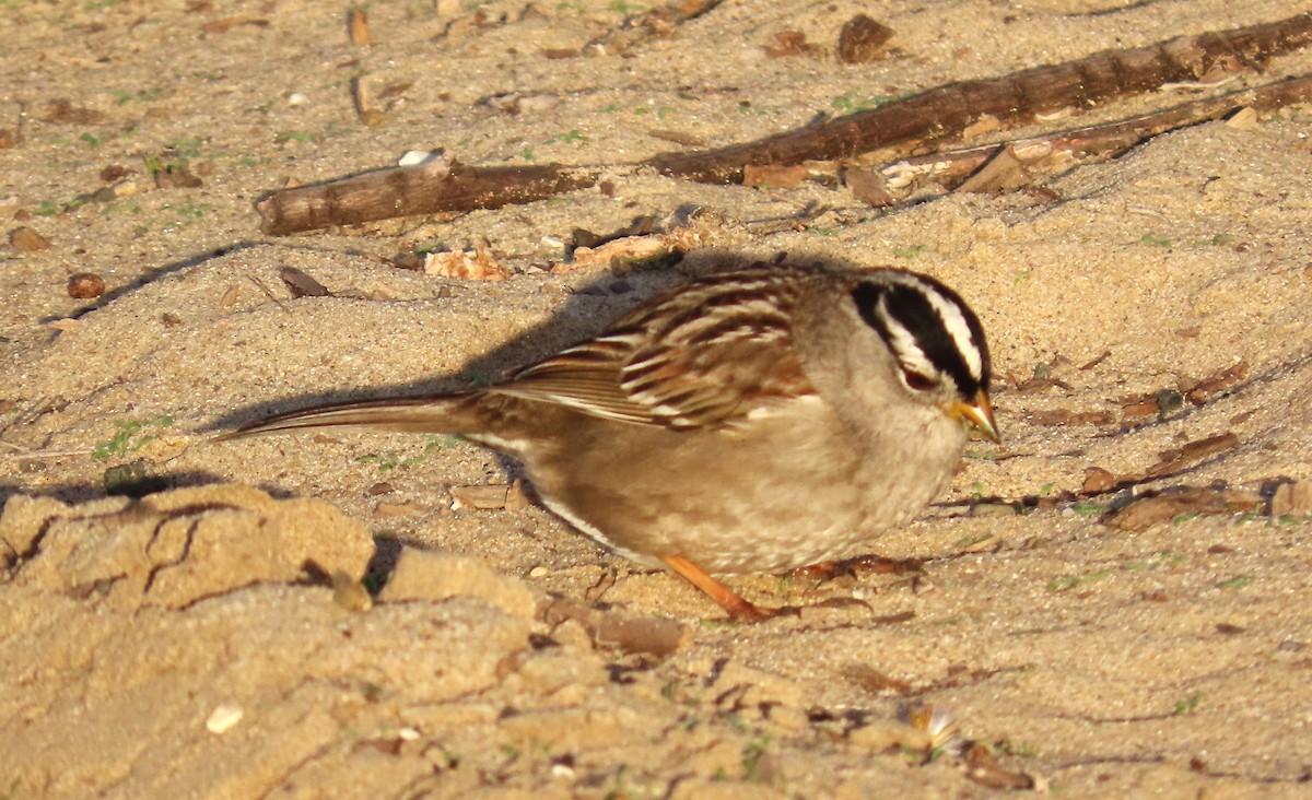 ミヤマシトド（nuttalli／pugetensis） - ML627748024