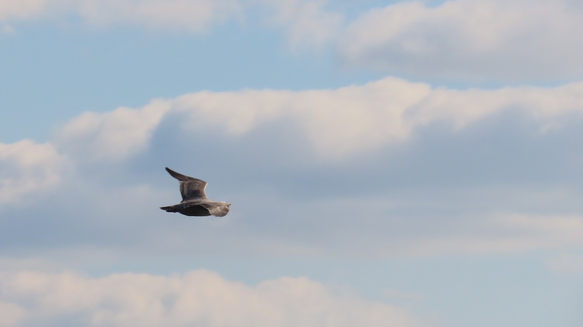 American Herring Gull - ML627748039