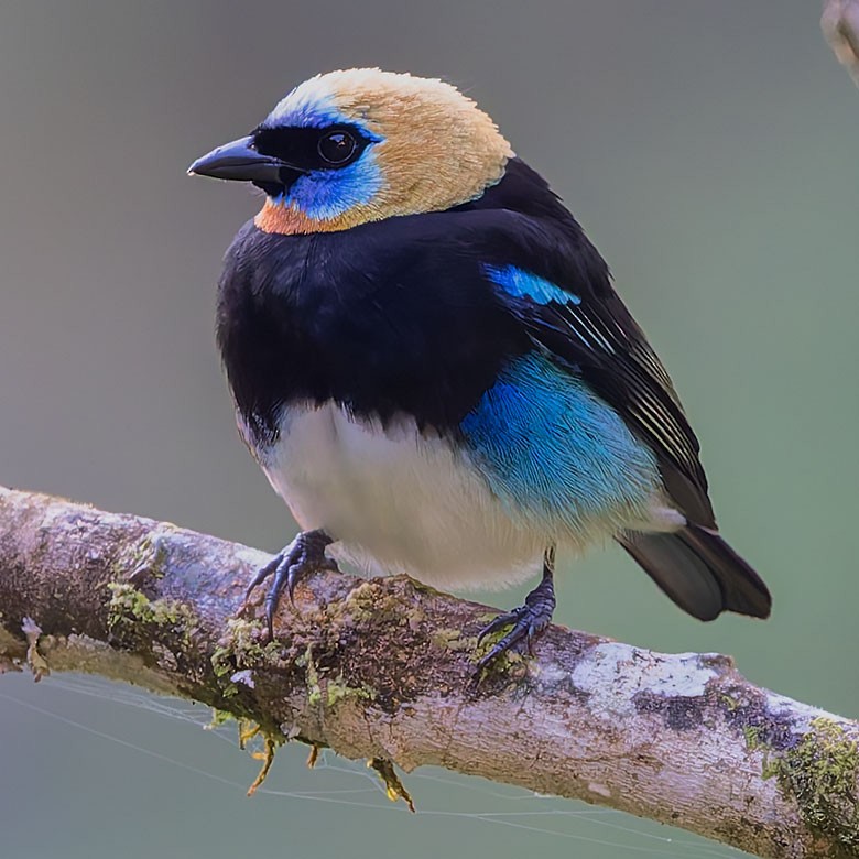 Golden-hooded Tanager - ML627748205