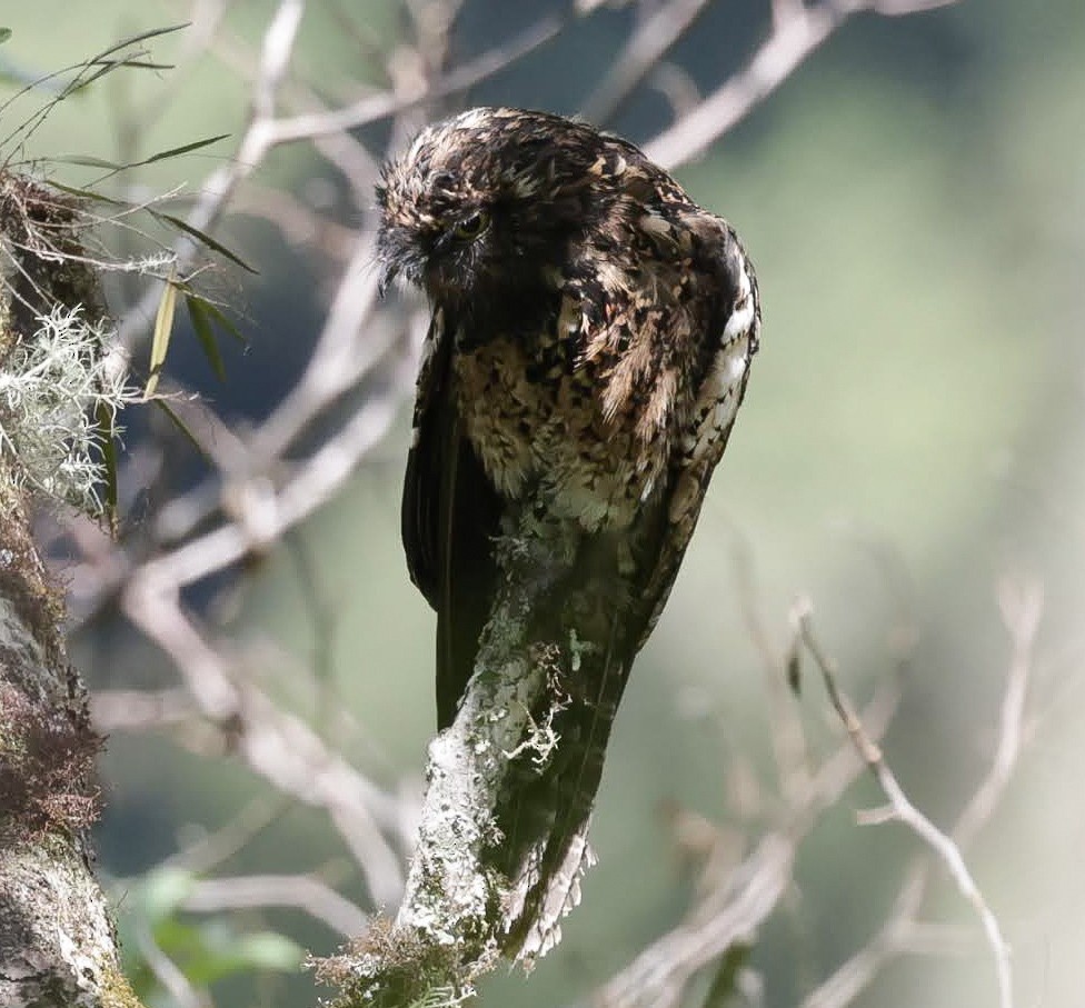 Andean Potoo - ML627748259