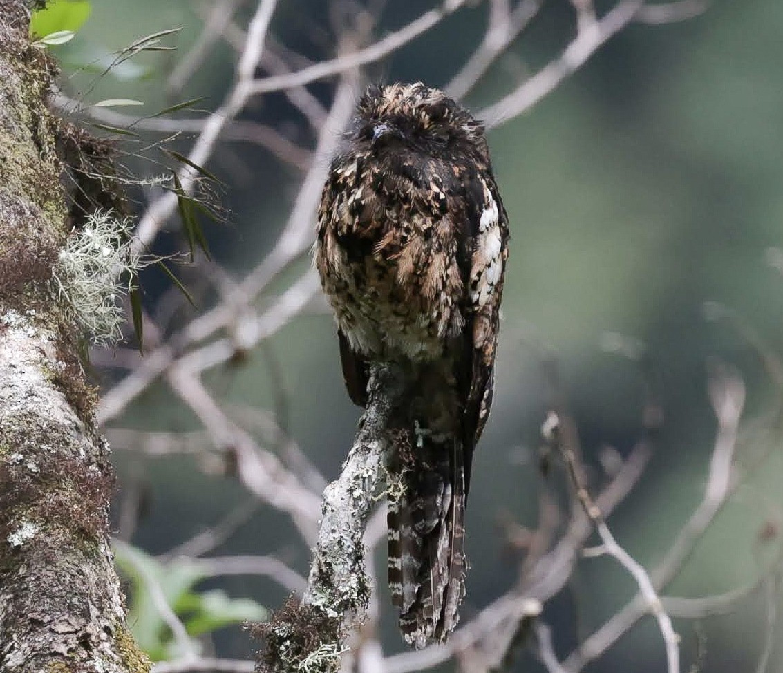 Andean Potoo - ML627748261