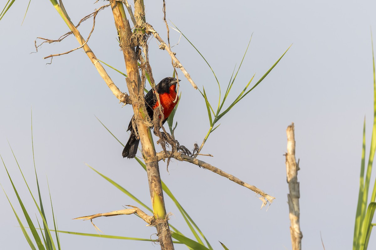 Red-breasted Meadowlark - ML627748300