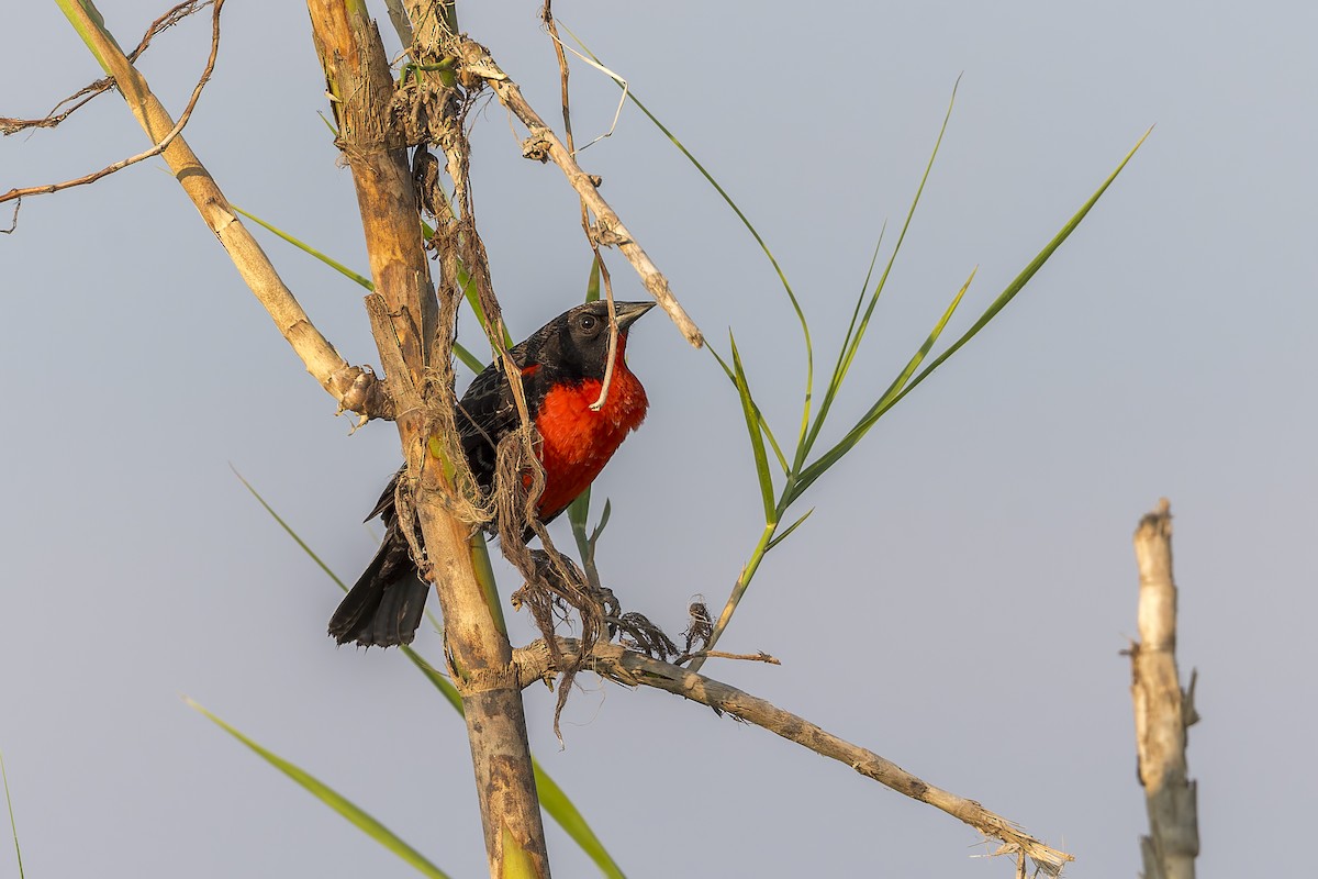 Red-breasted Meadowlark - ML627748301