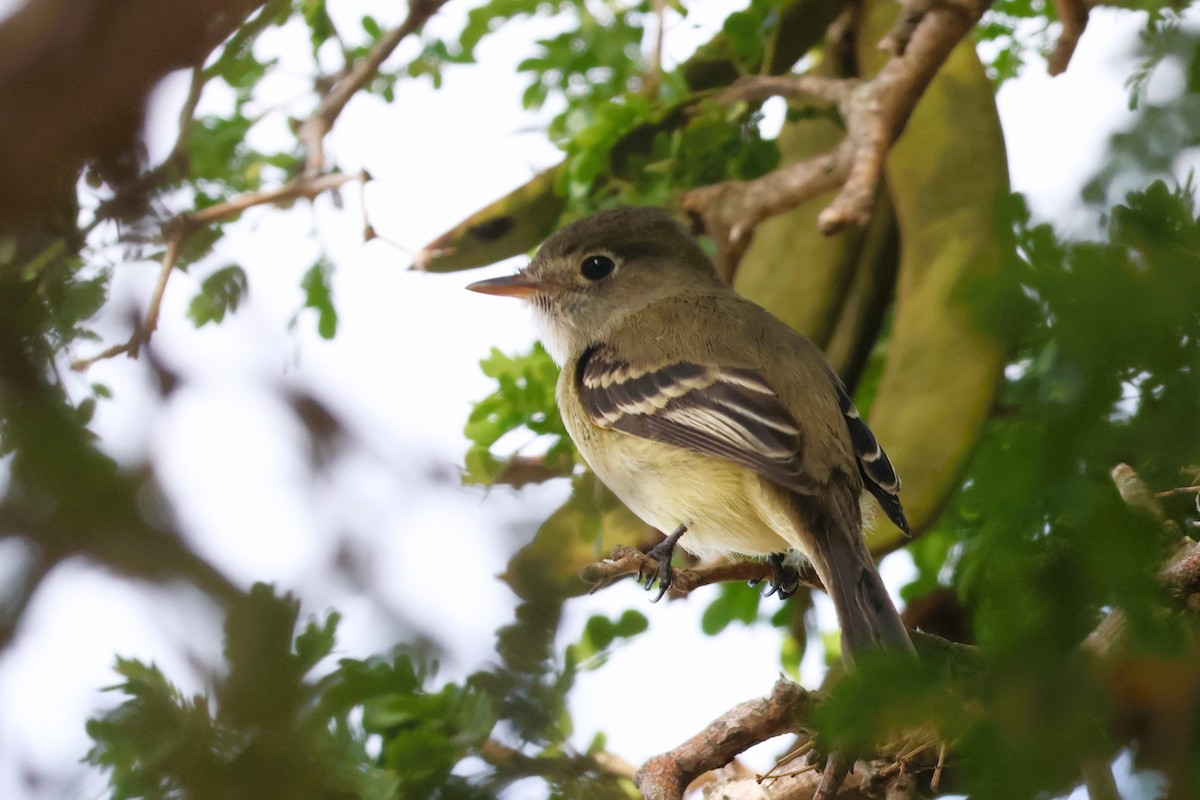 Least Flycatcher - ML627748325